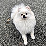 Amina joined the competition — help win amazing prizes! animal, calm, canine, cute, dog, ears, fluffy, fur, gravel, looking_at_camera, nose, outdoor, paw, pet, pomeranian, portrait, sitting, small_dog, tail, white_fur