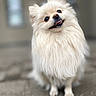 Amina joined the competition — help win amazing prizes! adorable, animal, canine, closeup, cute, dog, eyes, fluffy, friendly, fur, happy, head_tilt, nose, outdoor, pet, pomeranian, portrait, sitting, small_dog, tongue