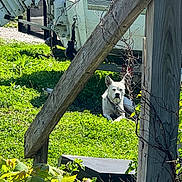 Hawkeye is registered to the contest to win money with this photo: animal, calm, daylight, dog, fence, grass, greenery, leaves, machinery, metal, nature, outdoor, pet, plants, rustic, sunlight, white_dog, wooden_beam, wooden_post, yard