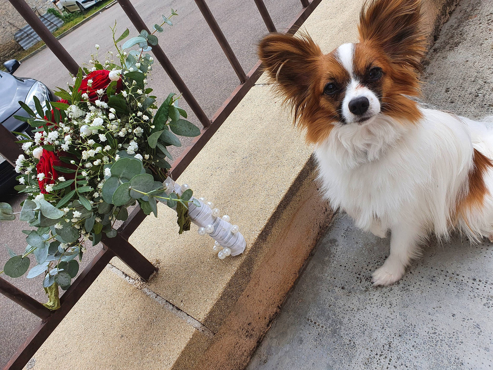 Roxy a rejoint le concours — aidez-le/la à gagner de superbes lots ! artificial_flower, carnivore, companion_dog, cut_flowers, dog, dog_breed, dog_supply, event, fawn, flower, flower_arranging, fur, liver, papillon, plant, snout, sporting_group, tail, toy_dog, whiskers