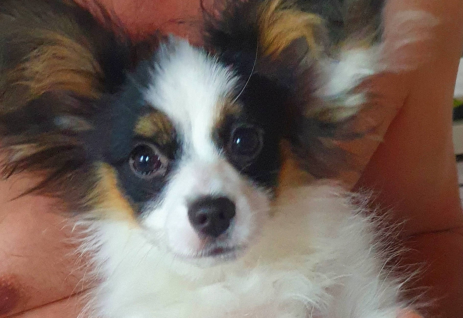 Shana a rejoint le concours — aidez-le/la à gagner de superbes lots ! bored, canidae, carnivore, companion_dog, dog, dog_breed, fawn, fur, herding_dog, papillon, plant, puppy, snout, sporting_group, terrestrial_animal, toy_dog, whiskers, working_animal, working_dog