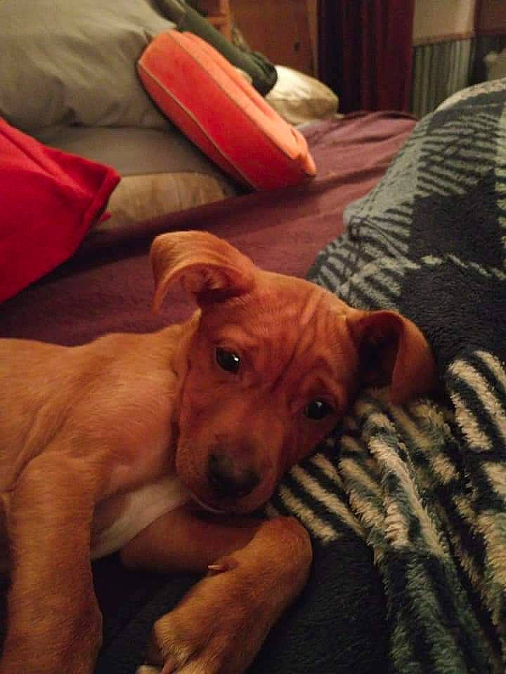 Choco is registered to the contest to win money with this photo: carnivore, comfort, companion_dog, dog, dog_breed, fawn, flooring, fur, furniture, guard_dog, hardwood, room, sighthound, sporting_group, tail, toy_dog, trunk, whiskers, wood, working_animal