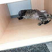 Pacha participe au concours pour gagner de l'argent avec cette photo : cat, tabby, shaved_patch, wooden_cabinet, indoor, relaxed, pet, feline, animal, resting, paw, fur, striped, floor_mat, basket, cozy, shelter, empty_space, home, quiet