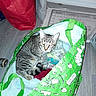 Pacha participe au concours pour gagner de l'argent avec cette photo : cat, tabby_cat, shopping_bag, green_bag, indoor, wooden_floor, window, curious, pet, feline, domestic_animal, looking_up, cozy, red_bag, plastic_bag, floor_mat, playful, doodles, resting, household