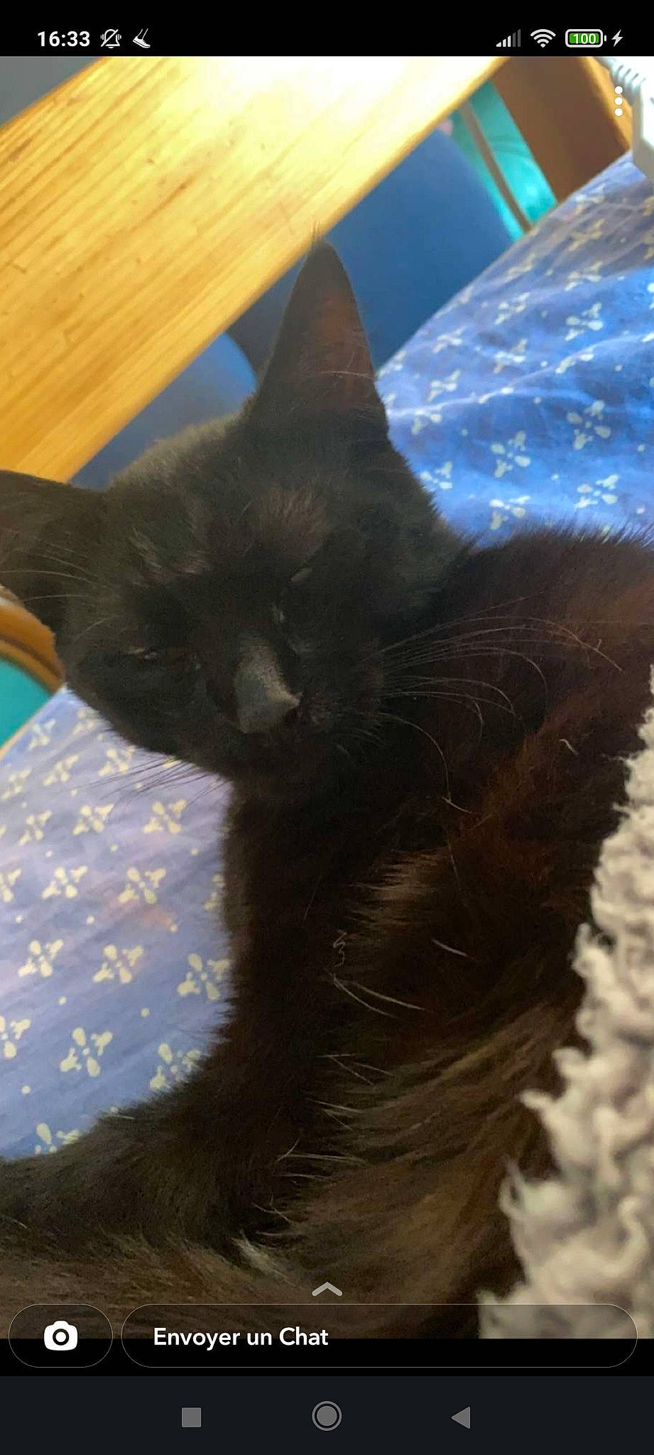 Bruno participe au concours pour gagner de l'argent avec cette photo : black_cat, bombay, carnivore, cat, claw, comfort, domestic_short_haired_cat, felidae, fur, small_to_medium_sized_cats, snout, tail, whiskers