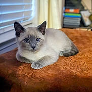 Kiki joined the competition — help win amazing prizes! animal, blue_eyes, books, brown_surface, cat, cozy, curious, cute, feline, fur, home, indoor, kitten, pet, portrait, relaxed, siamese, table, window_blinds, young_cat