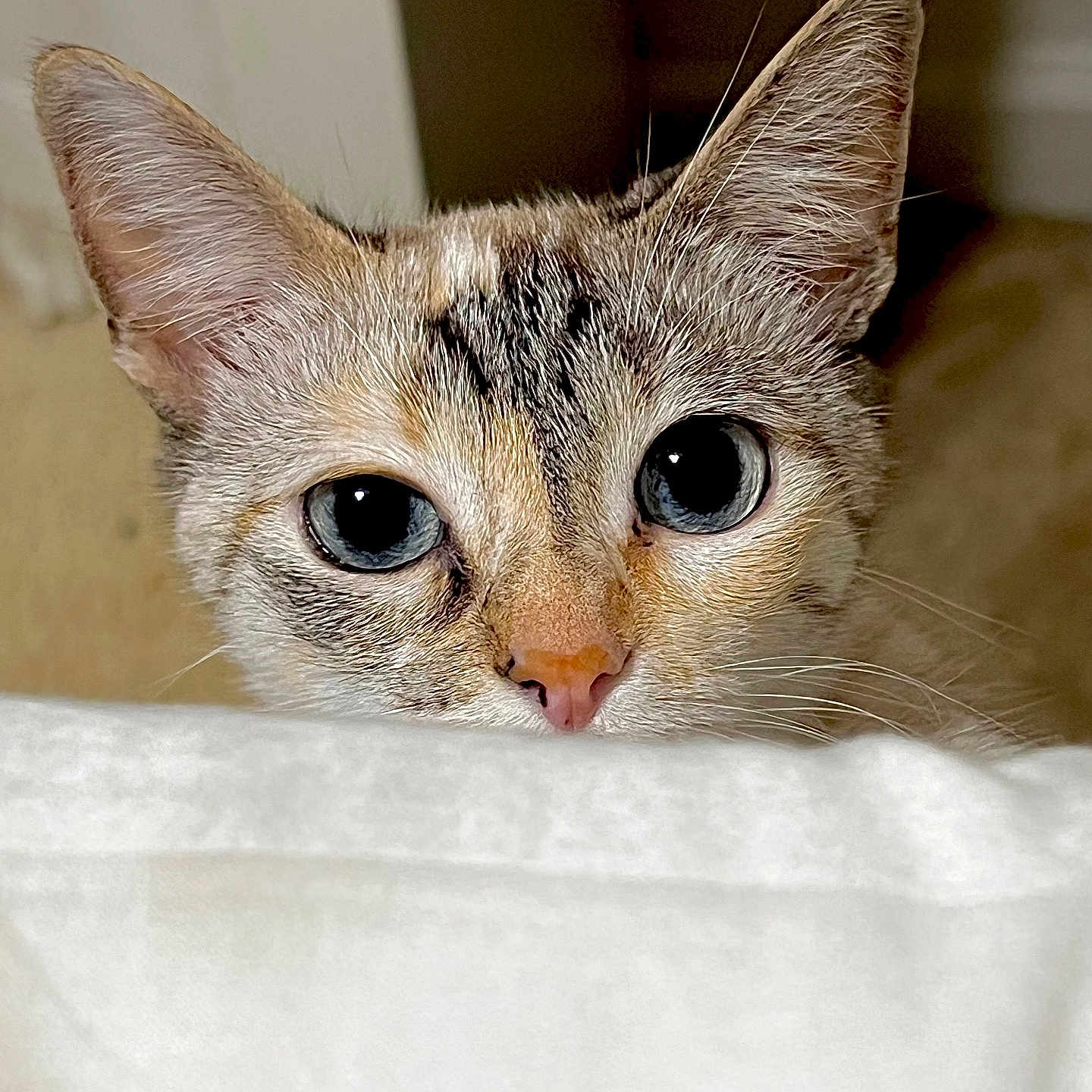 Coco
