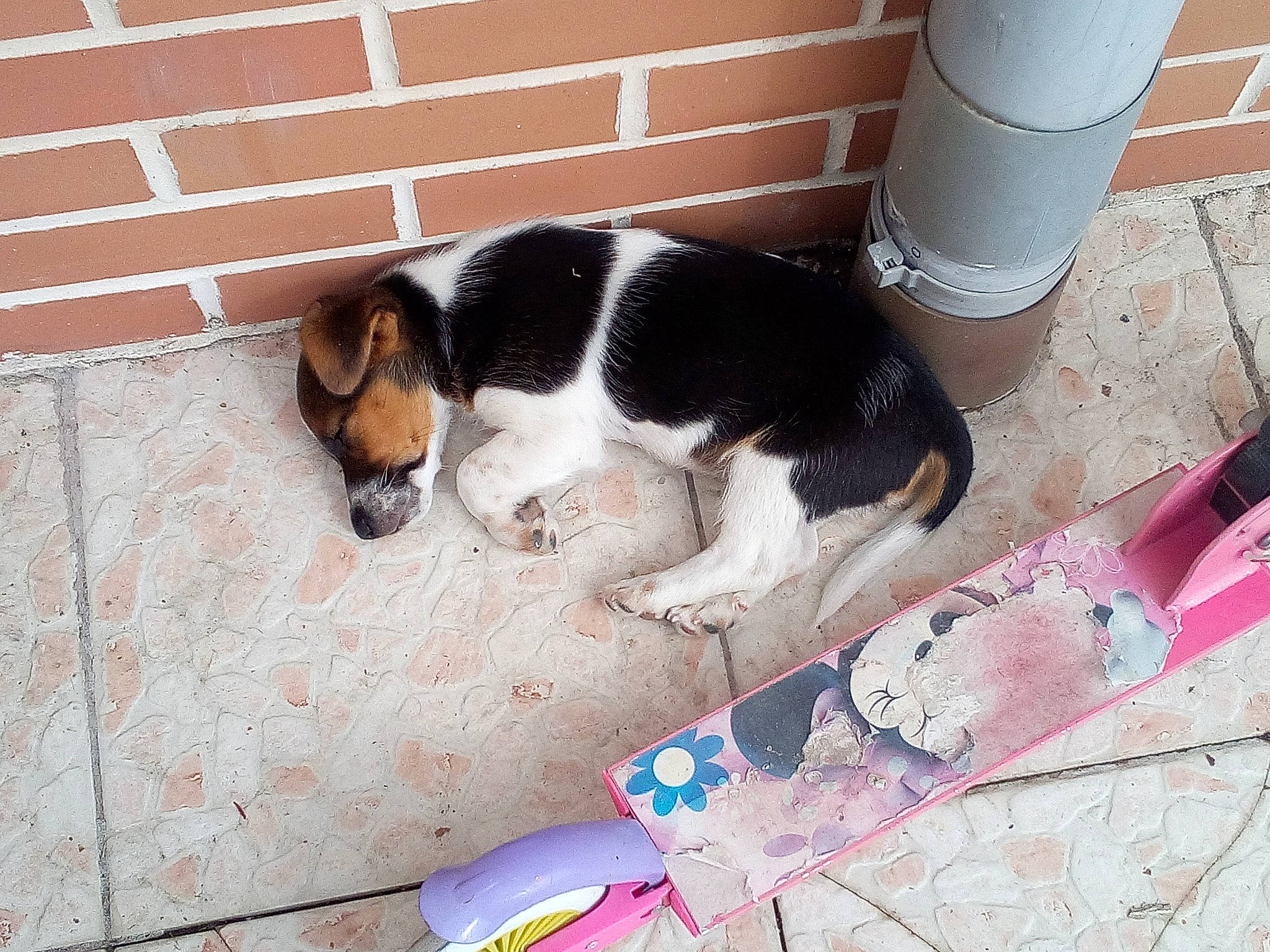 Pitou a rejoint le concours — aidez-le/la à gagner de superbes lots ! basset_hound, beagle, brazilian_terrier, canidae, carnivore, coonhound, dog, dog_breed, estonian_hound, finnish_hound, hound, mammal, pocket_beagle, puppy, scent_hound, serbian_tricolour_hound, smooth_fox_terrier, sporting_group, tail, treeing_walker_coonhound