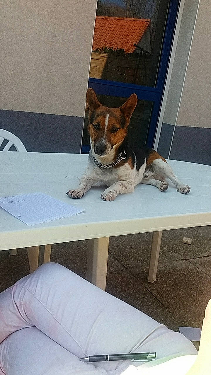 Pitou a rejoint le concours — aidez-le/la à gagner de superbes lots ! brazilian_terrier, canidae, carnivore, companion_dog, dog, dog_breed, fawn, fox_terrier, furniture, jack_russell_terrier, mammal, parson_russell_terrier, rat_terrier, sporting_group, table