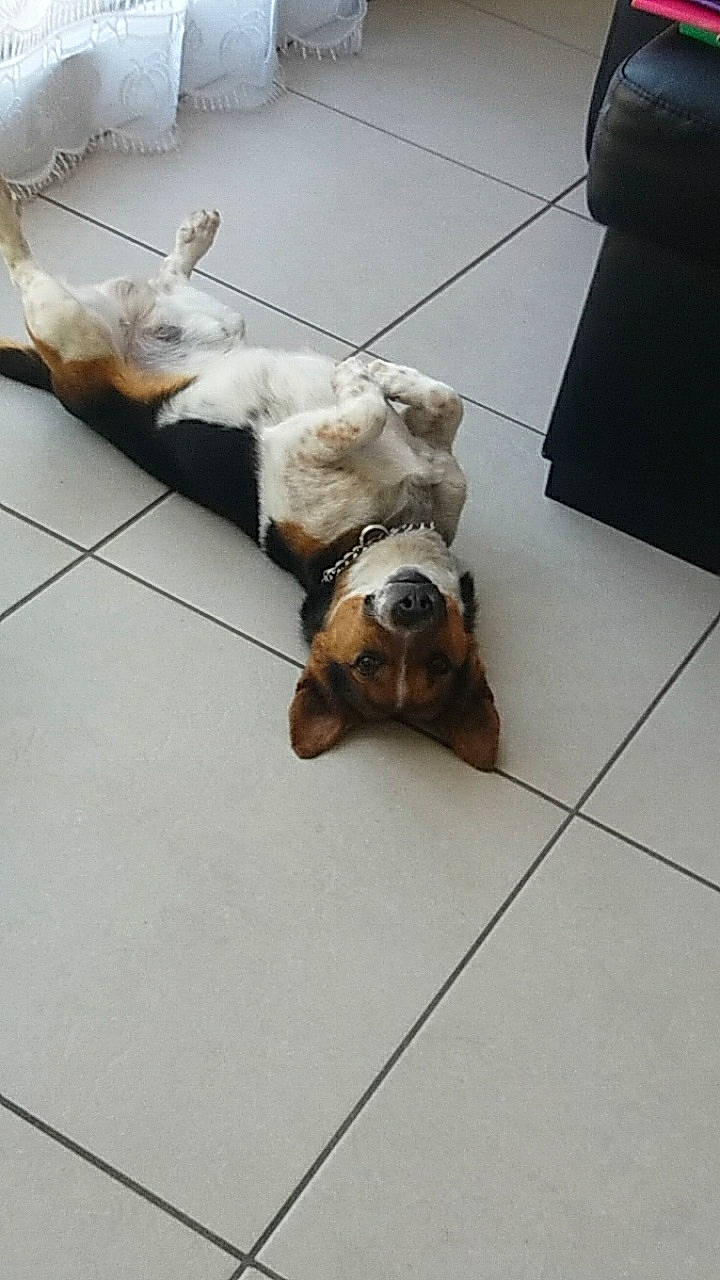 Pitou participe au concours pour gagner de l'argent avec cette photo : basset_hound, canidae, carnivore, companion_dog, dog, dog_breed, fawn, floor, flooring, hound, lhasa_apso, puppy, shih_tzu, sporting_group, tile