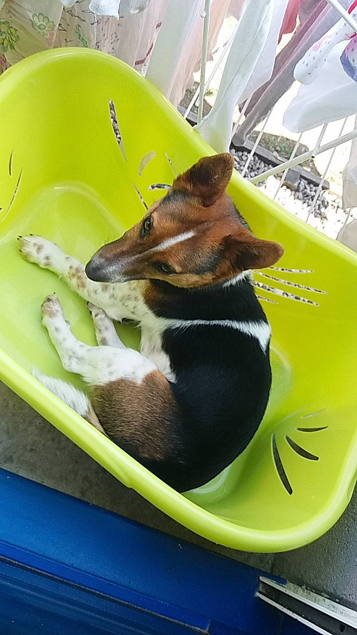 Pitou a rejoint le concours — aidez-le/la à gagner de superbes lots ! canidae, carnivore, dog