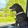Luna is registered to the contest to win money with this photo: dog, black_dog, collar, car, window, greenery, trees, nature, tongue_out, pet, animal, outdoor, sunlight, road, happy, canine, travel, scenery, vehicle, daytime