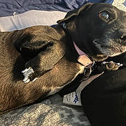 Luna joined the competition — help win amazing prizes! dog, black_dog, collar, pet, paw, fur, blanket, bed, indoor, relaxing, closeup, cute, animal, lying_down, soft_texture, domestic, companion, resting, warm, cozy