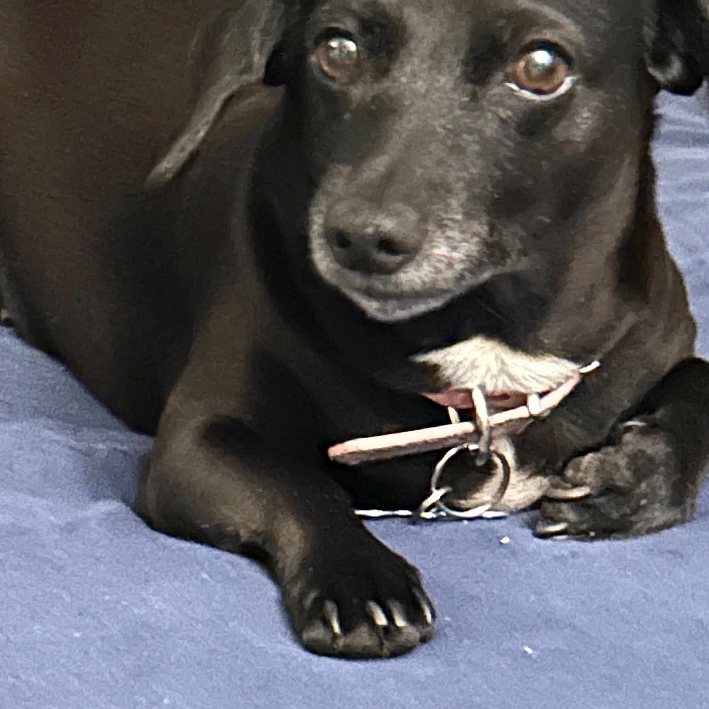 Luna joined the competition — help win amazing prizes! animal, black_dog, blue_blanket, canine, close_up, collar, companion, cute, dog, domestic_animal, fur, indoor, looking_at_camera, lying_down, mammal, paw, pet, pink_collar, relaxed, resting