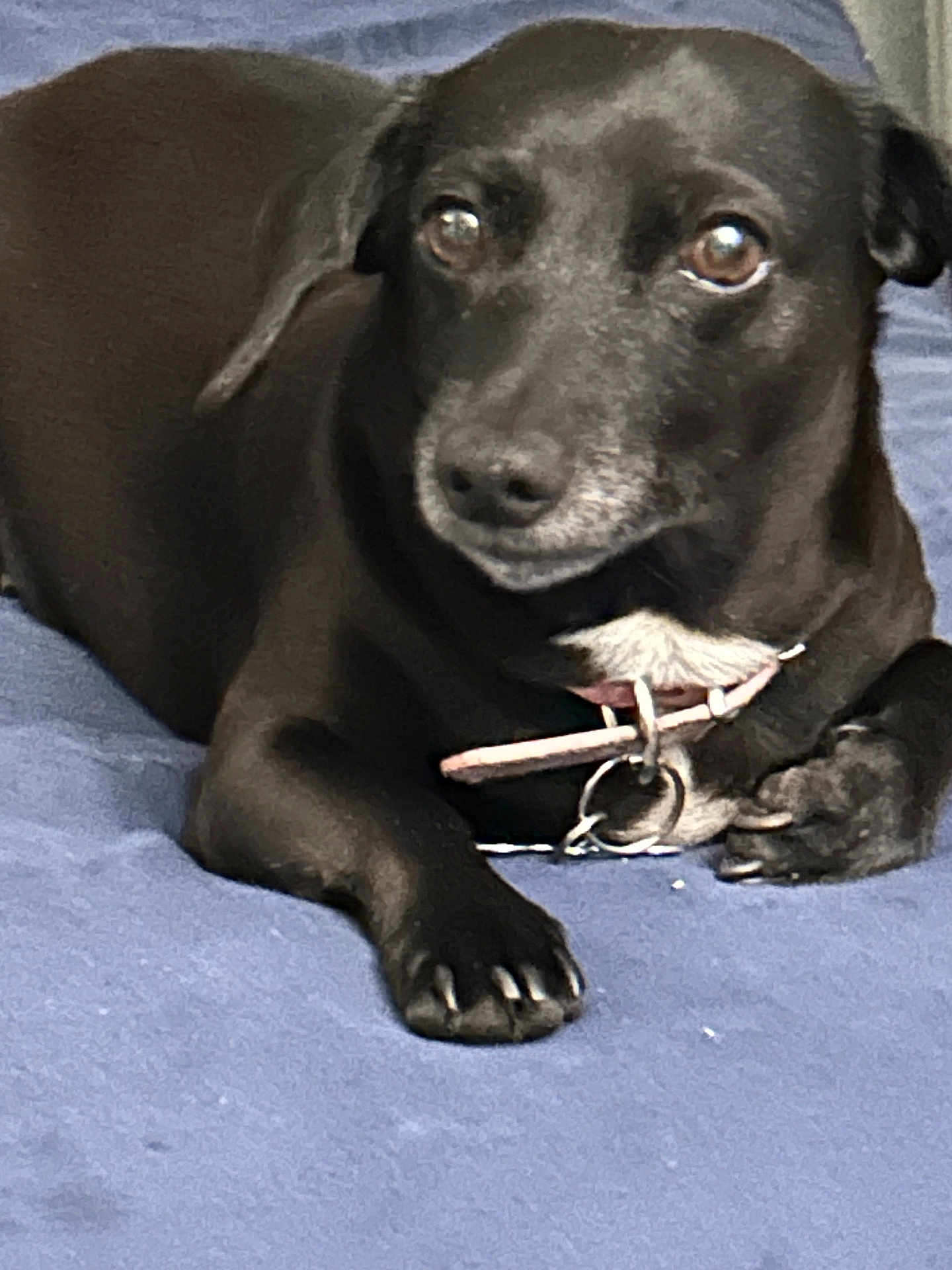 Luna joined the competition — help win amazing prizes! dog, black_dog, pet, collar, lying_down, blue_blanket, indoor, close_up, cute, animal, paw, fur, resting, domestic_animal, mammal, canine, looking_at_camera, pink_collar, relaxed, companion