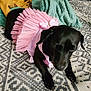 Luna joined the competition — help win amazing prizes! dog, black_dog, pet, dress, pink_dress, blanket, patterned_blanket, indoor, laying_down, fur, cute, small_dog, cozy, textile, fabric, animal, domestic_animal, relaxed, costume, home