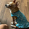 dog, small_dog, chihuahua, pet, clothing, dress, blue_dress, floor, wooden_floor, indoor, sitting, looking_up, ears, animal, cute, domestic_animal, companion, human_leg, home, attention