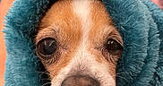 Chloe joined the competition — help win amazing prizes! dog, puppy, blanket, closeup, cozy, cute, pet, fur, snuggled, teal, face, animal, portrait, indoor, warm, comfort, small_dog, wrapped, eyes, nose