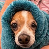 dog, puppy, blanket, closeup, cozy, cute, pet, fur, snuggled, teal, face, animal, portrait, indoor, warm, comfort, small_dog, wrapped, eyes, nose