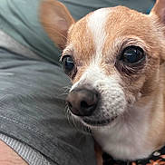 Chloe is registered to the contest to win money with this photo: dog, chihuahua, small_dog, close_up, pet, animal, tan_and_white, cute, big_eyes, face, fur, ears, indoor, person_arm, clothing, fabric, floral_pattern, resting, curious, nose