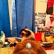 Michi joined the competition — help win amazing prizes! cat, siamese_cat, spoon, blue_curtains, poster, photograph, clutter, indoor, furniture, stuffed_toy, orange_brown_fur, animal, pet, table, room, wall_art, decor, blurred_background, cozy, home