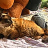 Michi is registered to the contest to win money with this photo: cat, siamese_cat, feline, pet, sleeping, resting, bedspread, plush_toy, teddy_bear, indoor, cozy, fur, whiskers, tail, comfort, household_items, blanket, relaxation, animal, cute