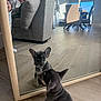 Bruno is registered to the contest to win money with this photo: puppy, french_bulldog, dog, mirror, reflection, indoor, living_room, floor, wood_floor, sofa, chair, table, window, daylight, cute, pet, animal, home, curious, small