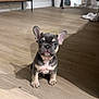 Bruno is registered to the contest to win money with this photo: puppy, french_bulldog, dog, indoor, wooden_floor, ears, pet, small, cute, animal, sitting, home, mirror, plant, furniture, curious, young, floor, domestic_animal, looking