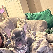 Bruno joined the competition — help win amazing prizes! french_bulldog, puppy, dog, collar, blanket, couch, pillow, green_pillow, indoor, home, furniture, pet, animal, cute, small_dog, cozy, relaxing, face, ears, fur