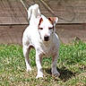 alert, animal, brown_ears, canine, cute, dog, domestic_animal, fence, front_view, grass, nature, outdoor, pet, playful, puppy, short_hair, standing, sunny_day, white_dog, young_dog
