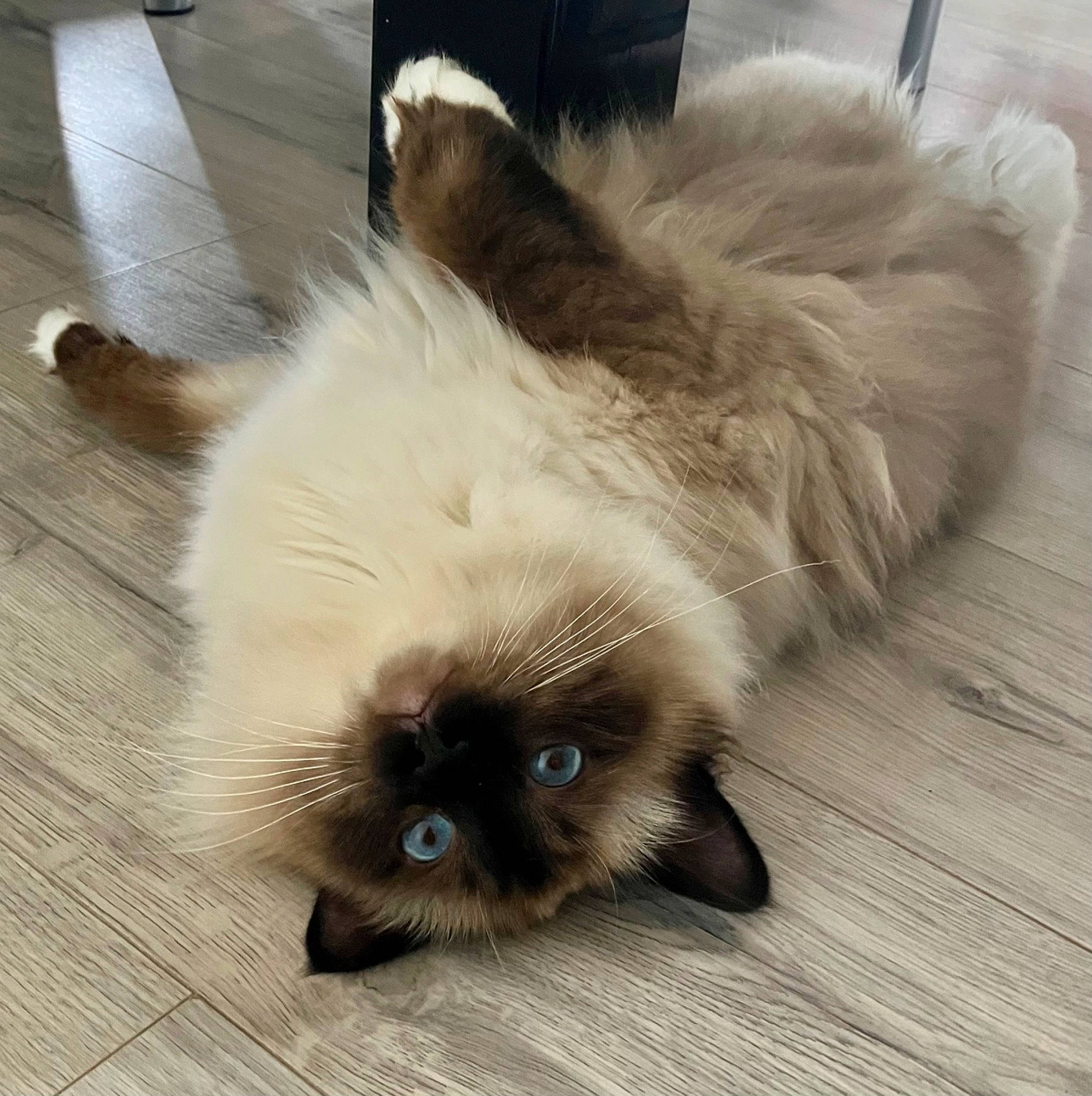 Pichetouche a rejoint le concours — aidez-le/la à gagner de superbes lots ! balinese, birman, carnivore, cat, claw, companion_dog, fawn, felidae, flooring, fur, hardwood, paw, siamese, small_to_medium_sized_cats, snout, tail, thai, tonkinese, whiskers, wood