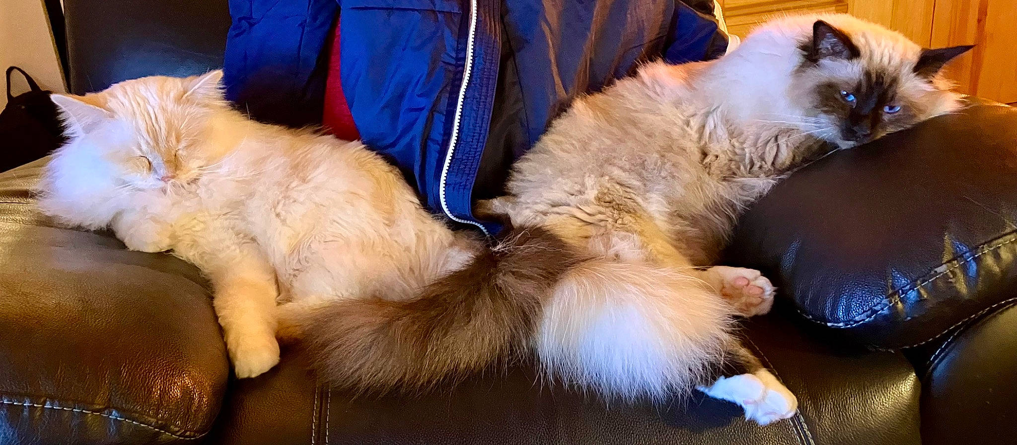 Pichetouche a rejoint le concours — aidez-le/la à gagner de superbes lots ! carnivore, cat, claw, comfort, companion_dog, dog_breed, ear, electric_blue, fawn, felidae, fur, human_leg, lap, nap, natural_material, paw, small_to_medium_sized_cats, snout, tail, whiskers