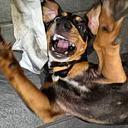 Venus participe au concours pour gagner de l'argent avec cette photo : animal, black, brown, canine, collar, cute, dog, energetic, fur, happy, indoor, motion_blur, mouth_open, paws, pet, playful, teeth, tile_floor, tongue, white_cloth