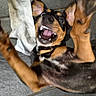 animal, black, brown, canine, collar, cute, dog, energetic, fur, happy, indoor, motion_blur, mouth_open, paws, pet, playful, teeth, tile_floor, tongue, white_cloth