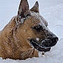 animal, canine, closeup, cold, dog, ears, frozen, fur, happy, head, mouth, nature, nose, outdoor, pet, playful, snow, snowflakes, winter, wintertime
