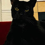 Sunny is registered to the contest to win money with this photo: black_cat, cat, pet, animal, yellow_eyes, whiskers, close_up, indoor, feline, portrait, dark_fur, relaxed, mystery, cute, domestic_cat, household_pet, fur, animal_face, eye_contact, resting