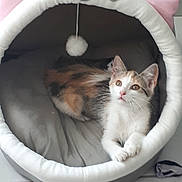 Athėna participe au concours pour gagner de l'argent avec cette photo : cat, kitten, calico, pet, animal, indoor, cat_bed, cozy, feline, toy, pom_pom, curious, cute, resting, white, orange, gray, soft, floor, pillow