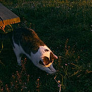 Tchoupi participe au concours pour gagner de l'argent avec cette photo : animal, bench, cat, daylight, field, flora, fur, grass, greenery, mammal, nature, outdoor, pet, playful, stretching, summer, sunlight, sunset, whiskers, wildflowers