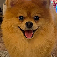 Elvis is registered to the contest to win money with this photo: carpet, close_up, dog, ears, eyes, fluffy, fur, happy, indoor, living_room, nose, paw, pet, pomeranian, portrait, screen_text, sitting, smiling, television, tongue_out