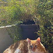 Yoda a rejoint le concours — aidez-le/la à gagner de superbes lots ! cat, orange_cat, white_cat, fluffy_cat, pet, animal, sunlight, balcony, potted_plant, greenery, relaxed, cute, feline, outdoor, nature, fur, whiskers, resting, sunny, domestic_animal
