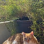 cat, orange_cat, white_cat, fluffy_cat, pet, animal, sunlight, balcony, potted_plant, greenery, relaxed, cute, feline, outdoor, nature, fur, whiskers, resting, sunny, domestic_animal