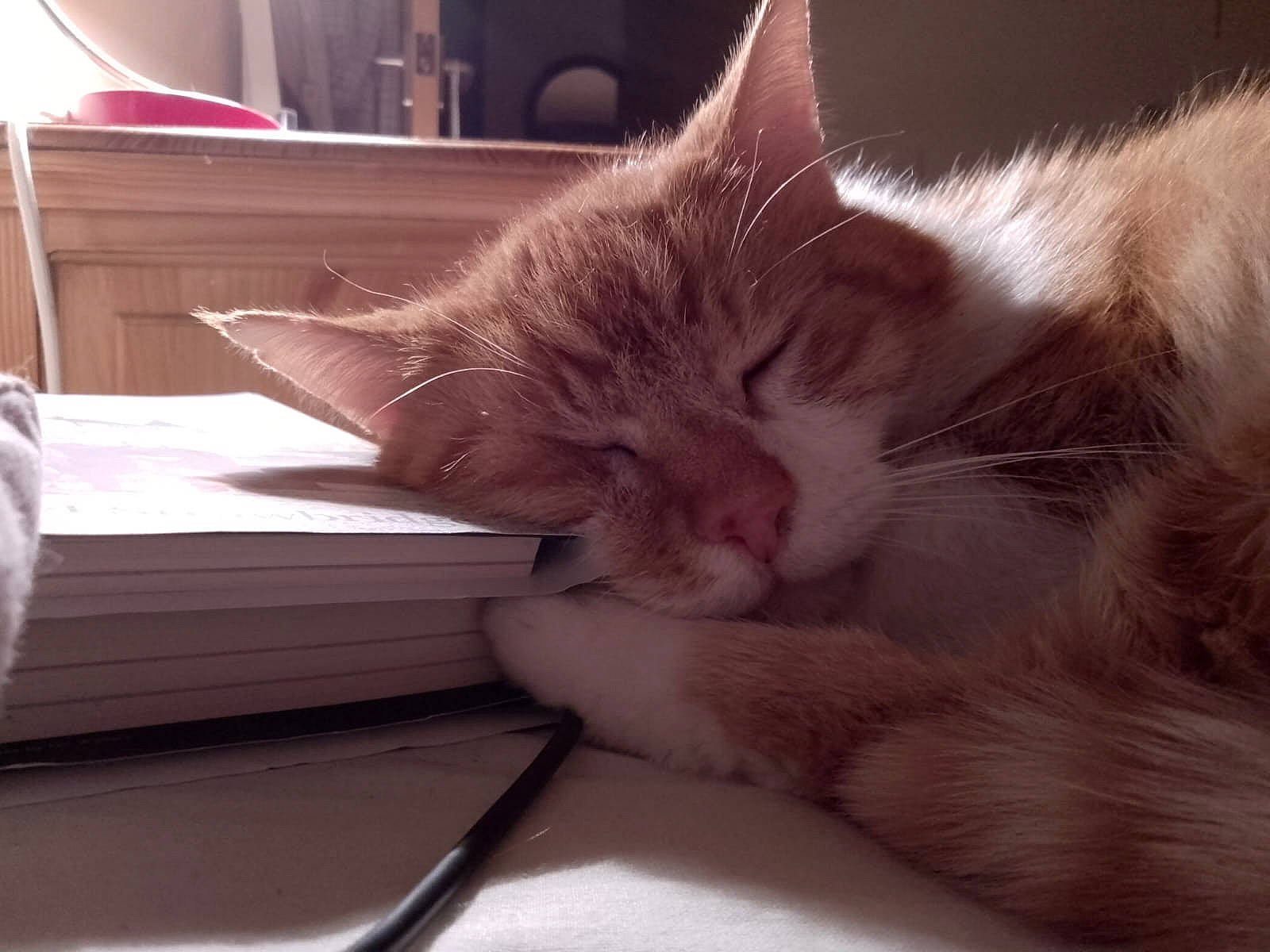 Fred joined the competition — help win amazing prizes! box, cardboard, carnivore, cat, claw, close_up, comfort, domestic_short_haired_cat, ear, felidae, flooring, fur, lap, nap, paw, sleep, small_to_medium_sized_cats, tail, whiskers, wood