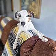 Benjamin joined the competition — help win amazing prizes! dog, pet, couch, blanket, indoor, brown, white, striped, furniture, portrait, animal, canine, cozy, home, relaxing, curious, seated, soft_light, background_blur, decor