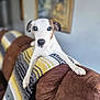 dog, pet, couch, blanket, indoor, brown, white, striped, furniture, portrait, animal, canine, cozy, home, relaxing, curious, seated, soft_light, background_blur, decor