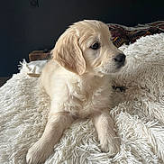 Charlie a rejoint le concours — aidez-le/la à gagner de superbes lots ! animal, bed, blanket, canine, cozy, cute, dog, fluffy, fur, golden_retriever, indoor, pet, portrait, puppy, relaxed, resting, side_view, soft, white, young