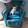 Ugo a rejoint le concours — aidez-le/la à gagner de superbes lots ! animal, armchair, blue_cushion, chihuahua, colorful_furniture, cute, dog, domestic, fabric, furniture, home, indoor, natural_light, patterned, pet, quiet, relaxed, sitting, small_dog, wood_floor