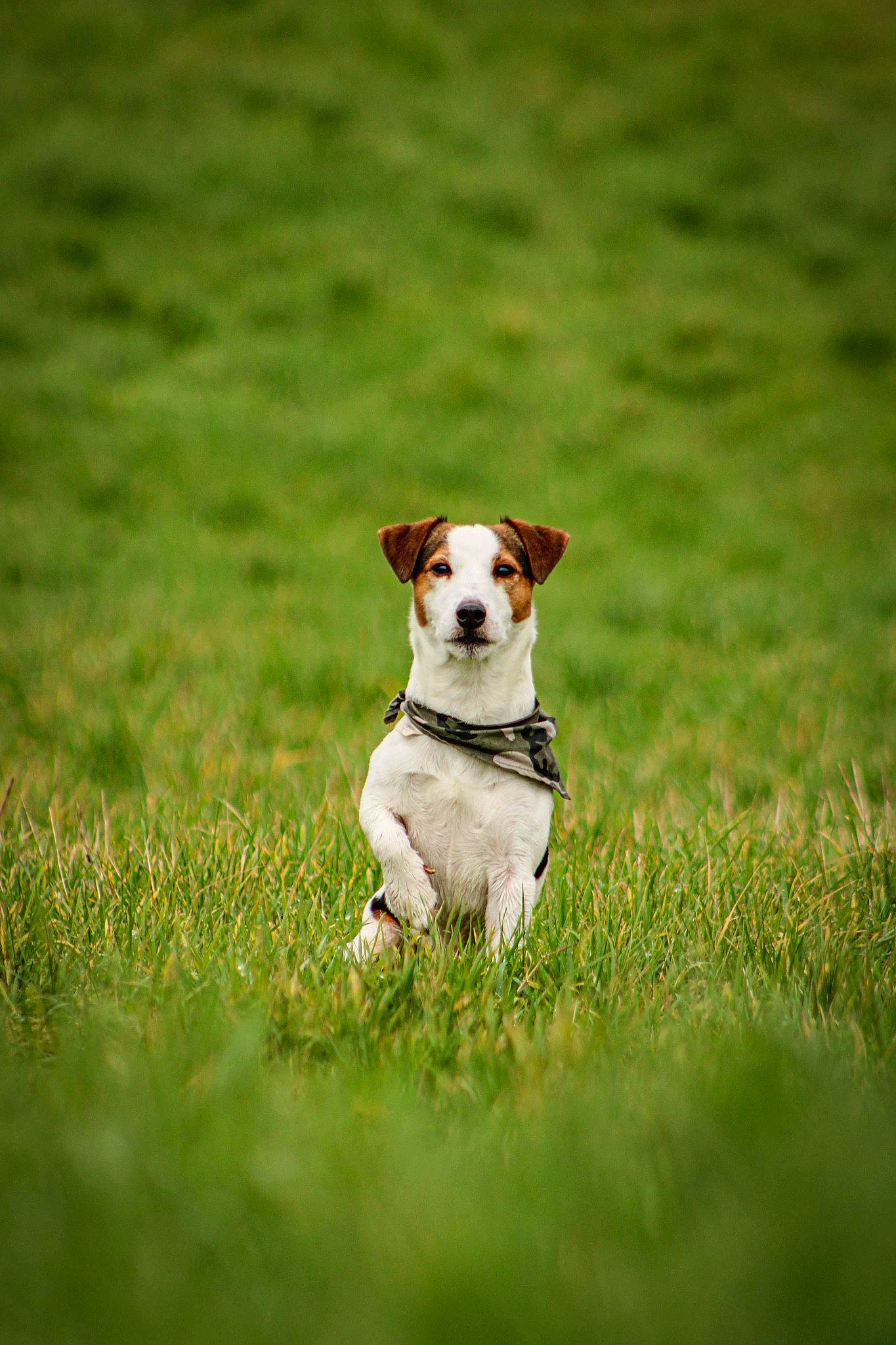 Marley a rejoint le concours — aidez-le/la à gagner de superbes lots ! ball, carnivore, collar, companion_dog, dog, dog_breed, fawn, grass, grass_family, grassland, happy, meadow, pasture, people_in_nature, plant, prairie, snout, sporting_group, tail, terrier