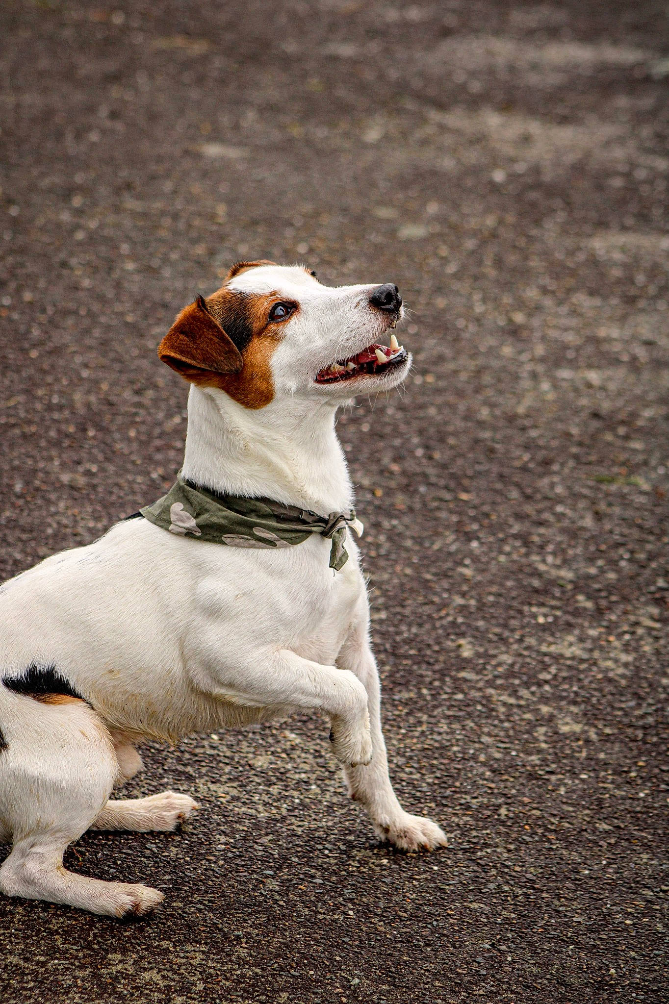 Marley participe au concours pour gagner de l'argent avec cette photo : ancient_dog_breeds, carnivore, chilean_fox_terrier, collar, companion_dog, dog, dog_breed, dog_collar, dog_supply, irishjacks, mammal, non_sporting_group, pet_supply, small_terrier, tail, terrestrial_animal, terrier, vertebrate, whiskers, working_animal
