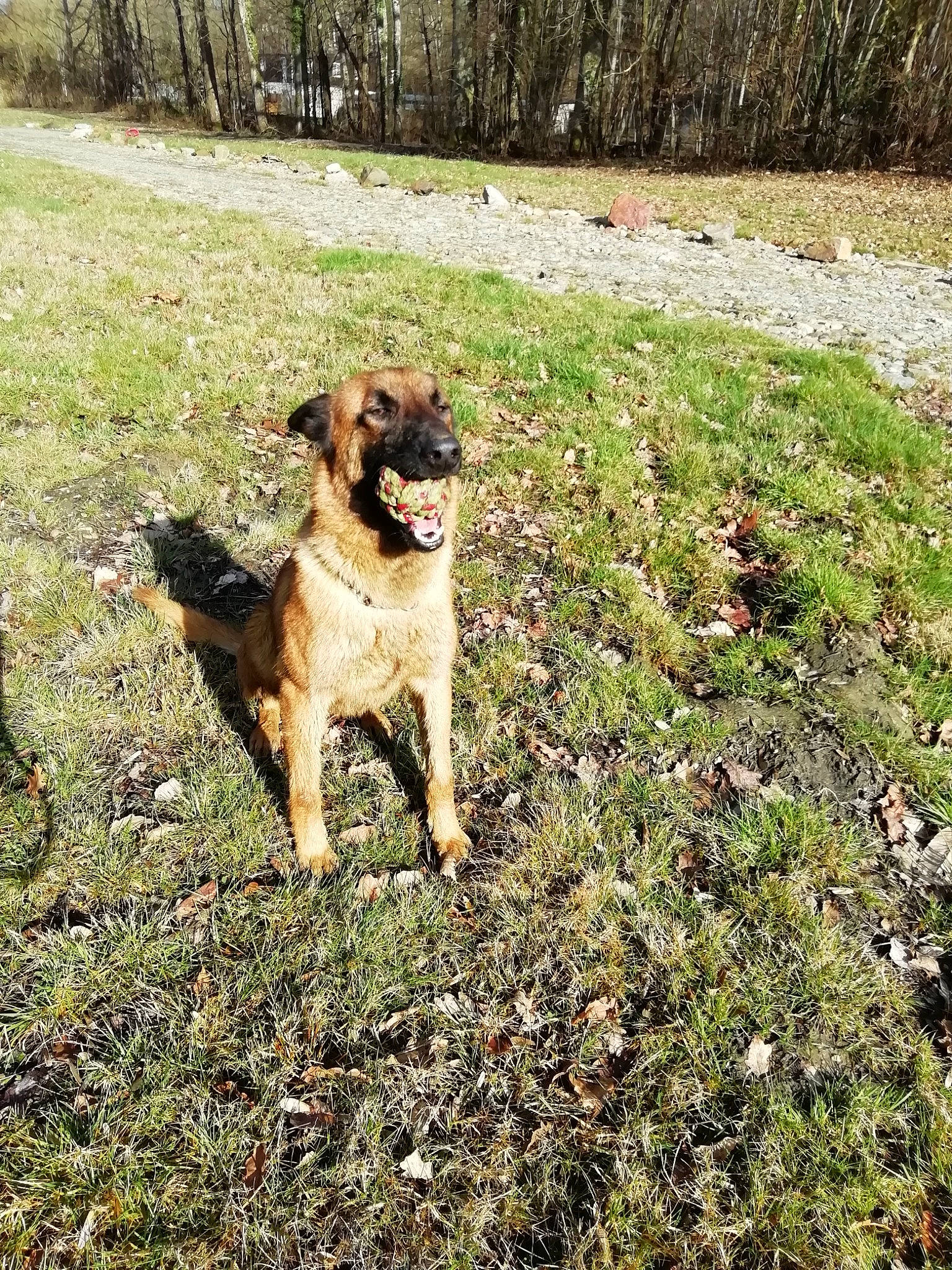 Only a rejoint le concours — aidez-le/la à gagner de superbes lots ! canidae, carnivore, companion_dog, dog, dog_breed, fawn, german_shepherd_dog, grass, groundcover, guard_dog, herding_dog, hunting_dog, mammal, snout, sporting_group, tail, working_animal, working_dog