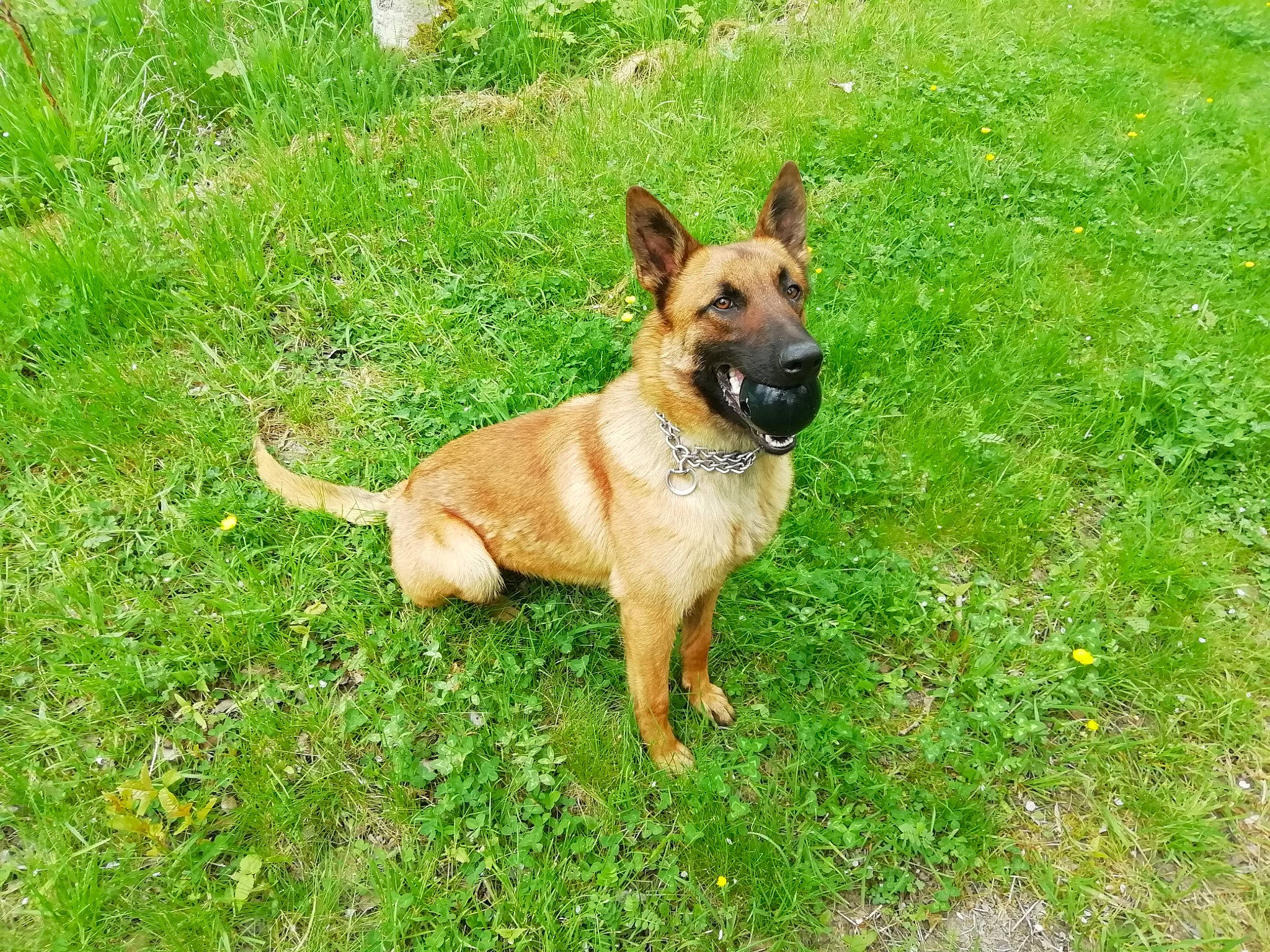 Only participe au concours pour gagner de l'argent avec cette photo : canidae, carnivore, collar, dog, dog_breed, fawn, german_shepherd_dog, grass, grass_family, grassland, groundcover, guard_dog, herding_dog, lawn, meadow, police_dog, prairie, snout, sporting_group, tail